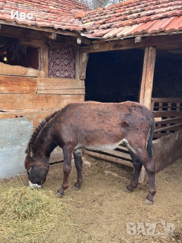 Продавам мъжко магаре