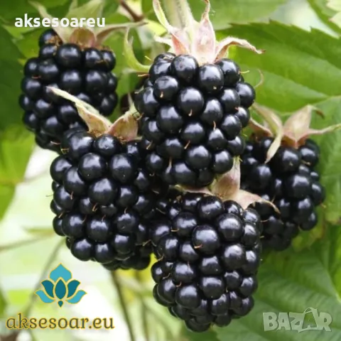 Висококачествени нови семена от хранителна Къпина без бодли Rubus rusticanus 50+ семена антиоксидант, снимка 18 - Сортови семена и луковици - 49258762