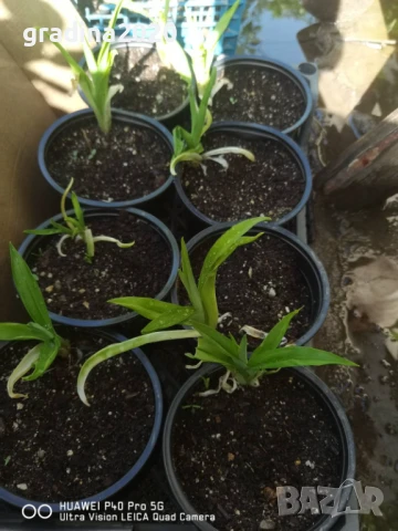 Хемерокалис Налични 5 вида, снимка 8 - Разсади - 50705358