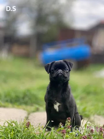 Продавам мопс , снимка 1