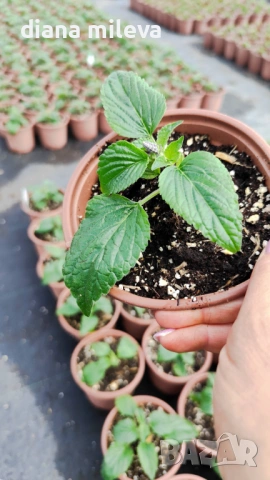 Салвия Мистично Синьо, Salvia 'Misty' blue или по-известна като Градински чай!!, снимка 8 - Градински цветя и растения - 54161538