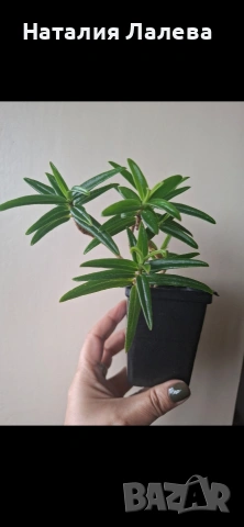 Колумнея, columnea Linearis, снимка 2 - Стайни растения - 53972146