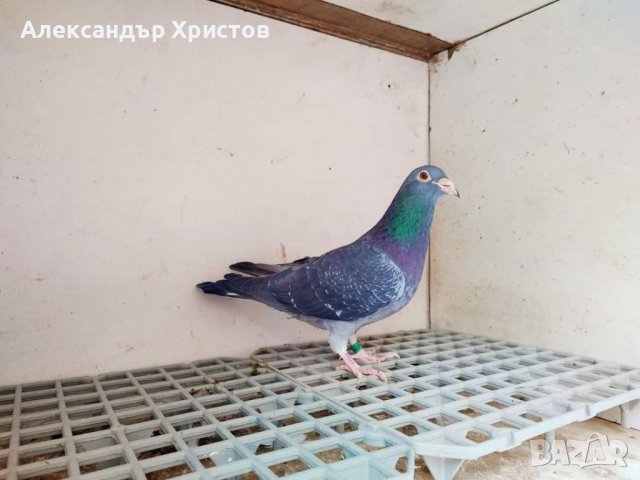 Спортни гълъби , снимка 15 - Гълъби - 30973040