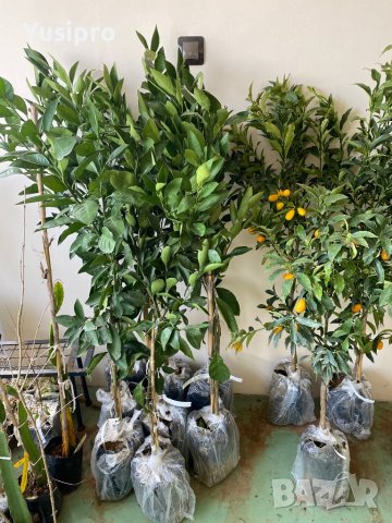 Лимон Мандарина Портокал Помело Лайм Лаймкуат Кумкуат Мандаринкуат, снимка 6 - Градински цветя и растения - 34694760