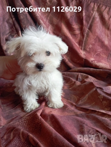 Малтийска болонка момиче , снимка 4 - Болонка - 54310763