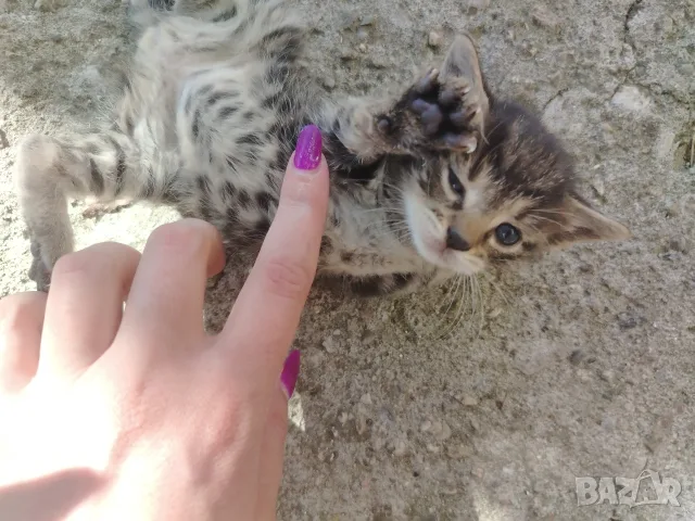 5 сладки бебенца котенца, снимка 10 - Други - 56375049
