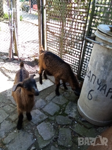 Продавам ярета, снимка 9 - Кози - 54335486