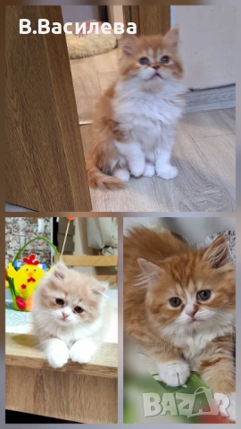 Персийски котета