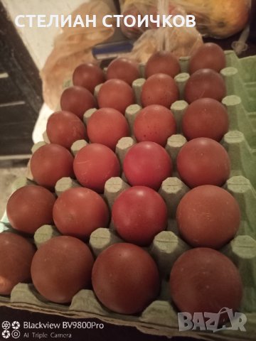 Яйца за люпене от маран сребърна кукувица , снимка 3 - други­ - 39600833