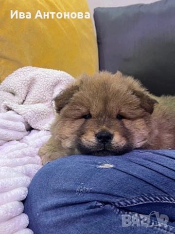 Продавам куче бебе Чау Чау на 48 дни , снимка 5 - Чау Чау - 53899342