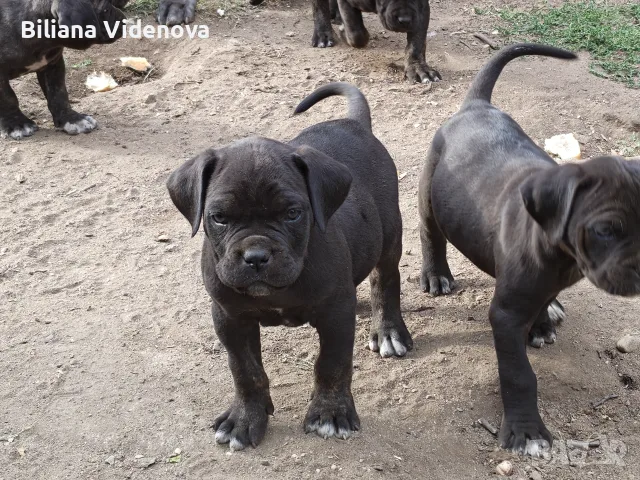 Продавам кученца Кане Корсо 