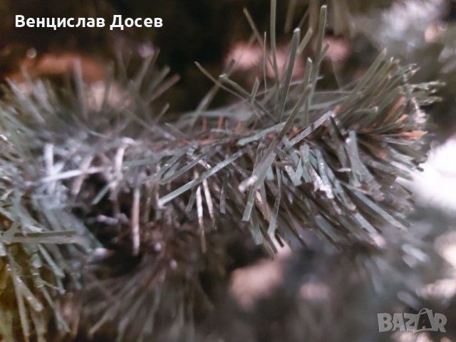 Елха - Изкуствена, снимка 7 - Изкуствени цветя - 39307145