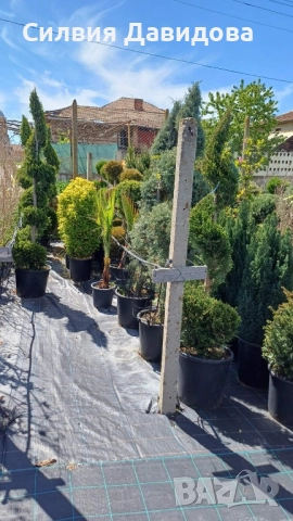 Лейландски кипарис щам топка, пон пон, спирала, снимка 18 - Градински цветя и растения - 52501247