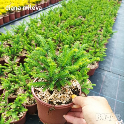 Пицея Оморика Карел, Picea omorika  'KAREL', снимка 3 - Градински цветя и растения - 39479621