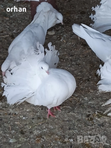 фенерли за продаване или бартер , снимка 2 - Гълъби - 52361365