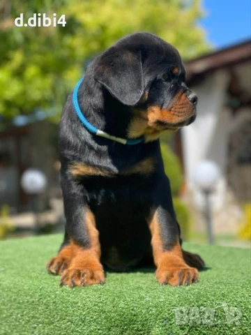 Ротвайлери , снимка 17 - Ротвайлер - 50765775