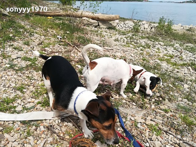 джакове-видин 1505221539, снимка 4 - Джак ръсел териер - 36767185