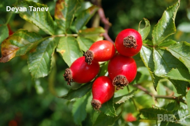 Шипка нова реколта , 4 лв килограма ., снимка 3 - Други - 51697685