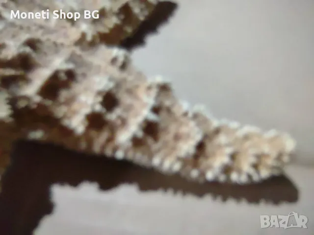 Океански дарове, снимка 5 - Други ценни предмети - 48922368