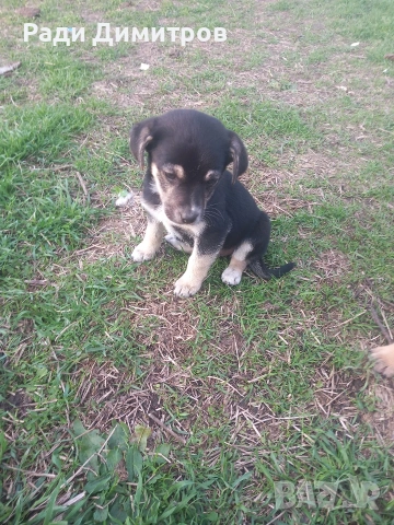 ПОДАРЯВАМ КУЧЕНЦА