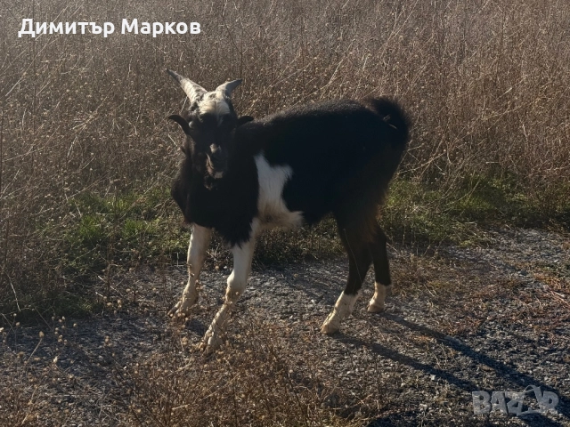 Продавам мъжко яре, снимка 3 - Кози - 52255639