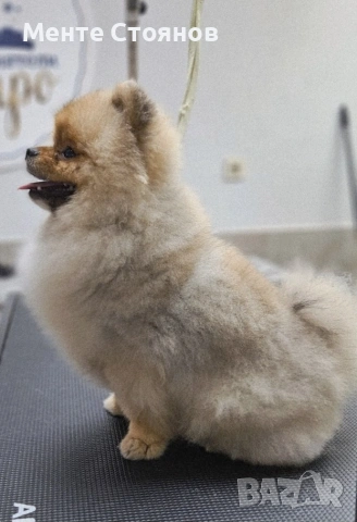 померан , снимка 10 - Померан - 53266878
