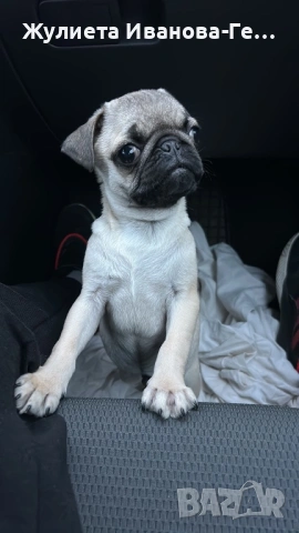 Продавам кученце мопс, снимка 4 - Мопс - 53326335