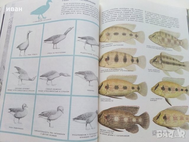 Поведение животных - Н.Тинберген, снимка 12 - Енциклопедии, справочници - 30433762