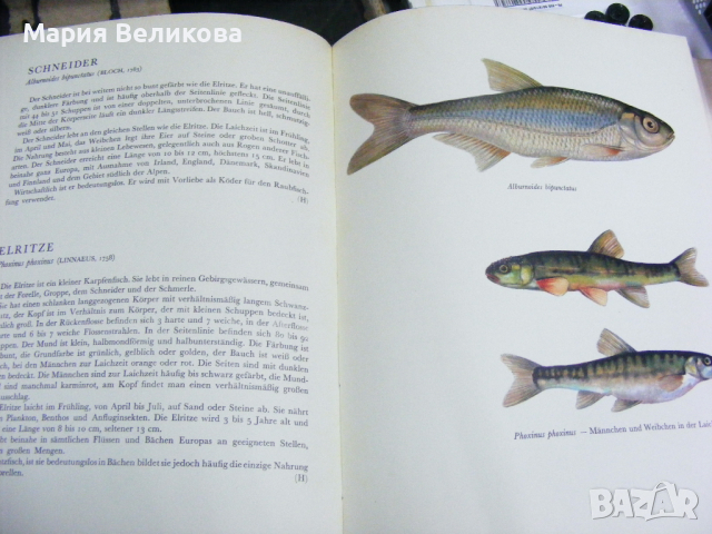 Книги на немски език, снимка 5 - Енциклопедии, справочници - 44728217