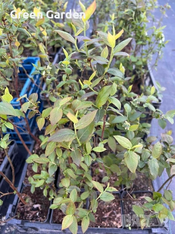 Висока американска боровинка , снимка 3 - Градински цветя и растения - 41164874