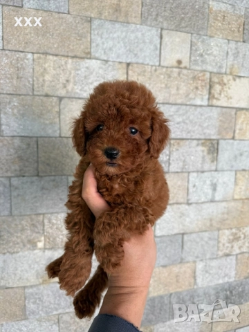 той пудел , снимка 1