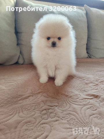 Померан мини померан , снимка 6 - Померан - 53054110