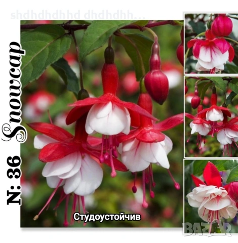 Фуксия за Градината и Балкона , снимка 11 - Градински цветя и растения - 54220620