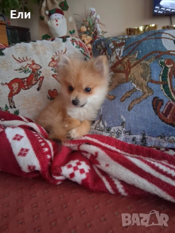 Продавам малки пумеранчета, снимка 2 - Померан - 52713328