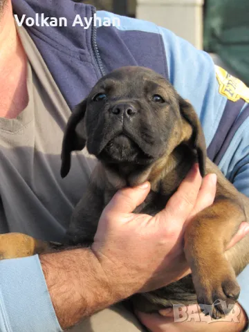 Италиянски мастиф-Кане корсо(Cane corso), снимка 3 - Кане корсо - 48663694