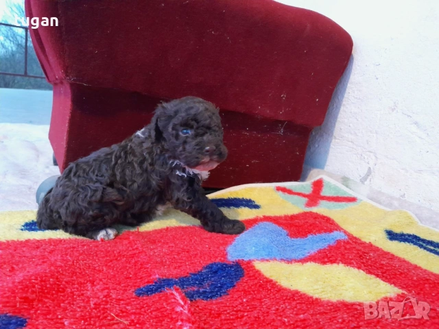 Бебета Лагото Романьоло / Lagotto Romagnolo, снимка 6 - Други - 54058824