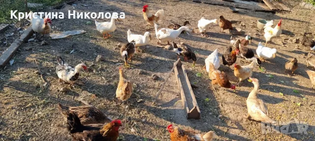 Мускусни патици, юрдечки, яйца, снимка 3 - Патици и гъски - 56343612