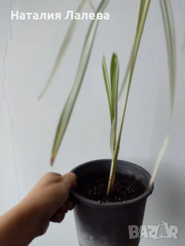Циперус, водна палма, cyperus variegata, снимка 3 - Стайни растения - 56305288