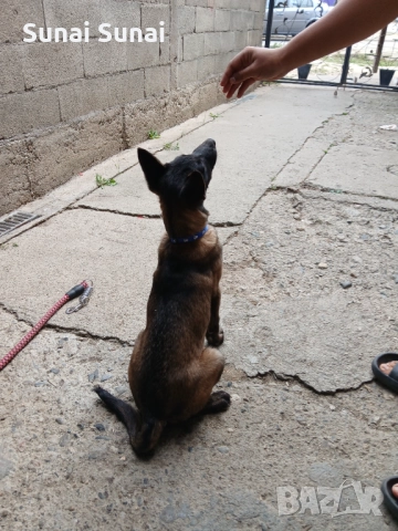 Белгийска овчарка Малиноа , снимка 1