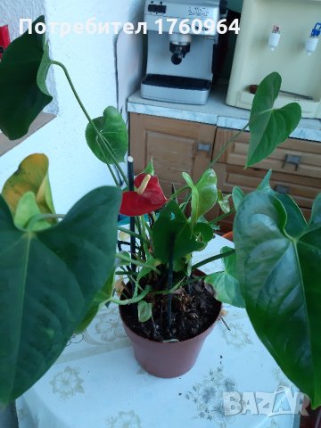 Антуриум , снимка 2 - Градински цветя и растения - 30482810