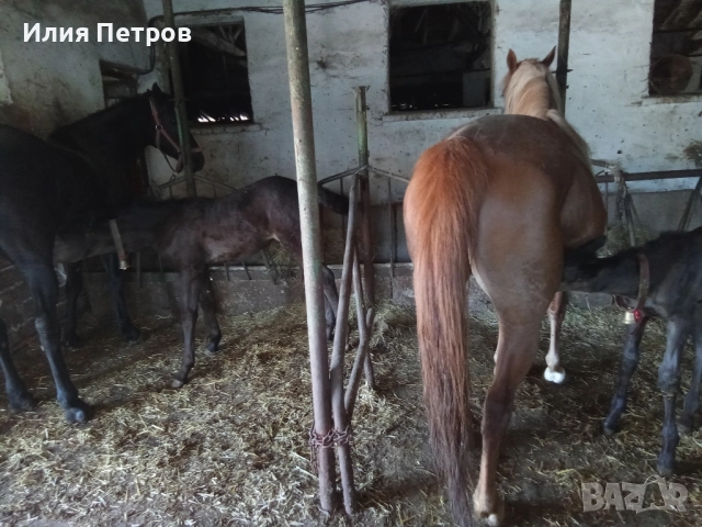 кобила , снимка 5 - Коне - 52154501