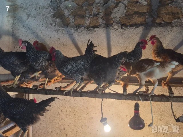 Продавам петли ...