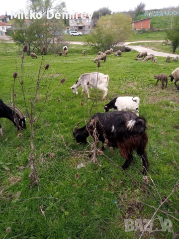 Продавам три крави 10 овце с 8 агнета и 6 кози с яретата, снимка 3 - Крави - 50525403