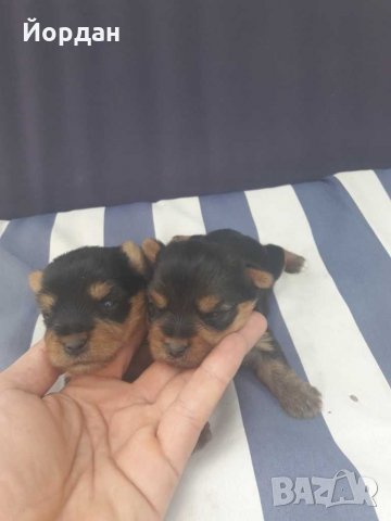 йорки / йоркита * Оферта* , снимка 14 - Йоркширски териер - 21710481