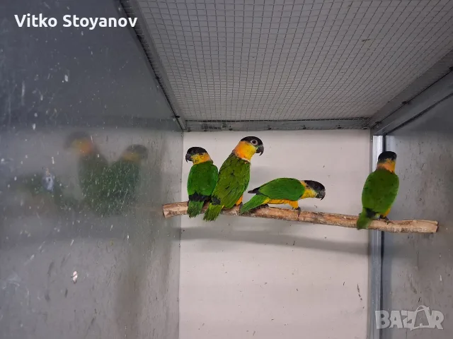 Чернотеменен амазонек-кайка чифт, снимка 3 - Папагали - 56264689