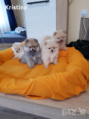 Померан померанчета померани, снимка 5 - Померан - 49137655