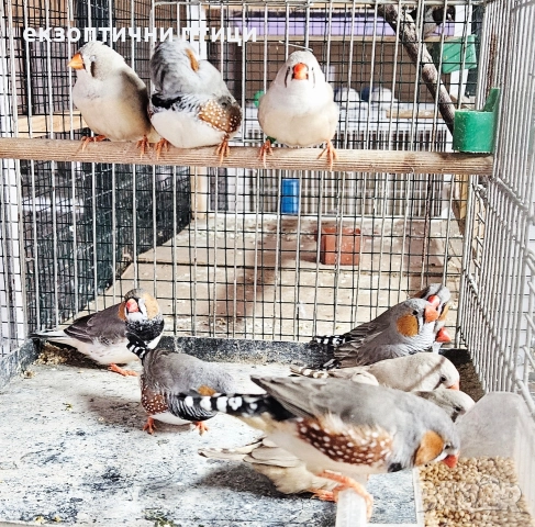 Джъмбо Амадини - Продавам, снимка 8 - Амадини - 52865990