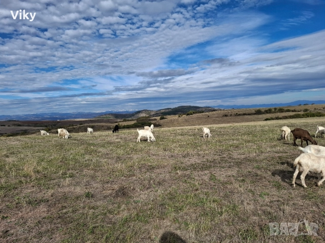 ярета на свободна паша