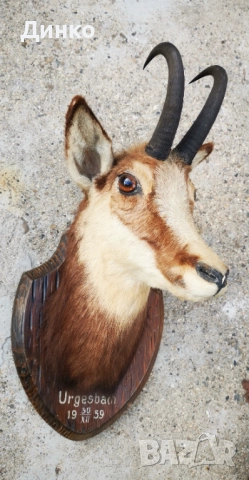трофей на дива коза., снимка 3 - Антикварни и старинни предмети - 52929383