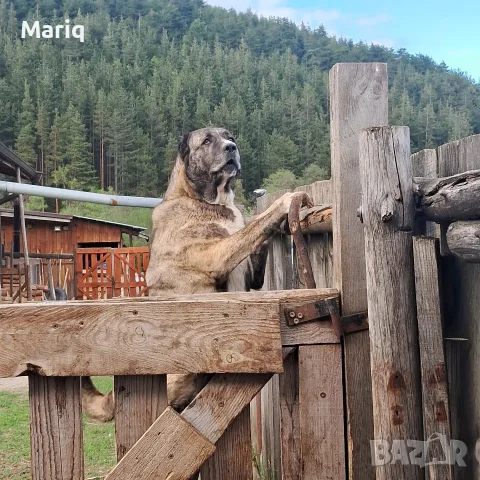 Подарявам кученца , снимка 4 - Други - 56350380